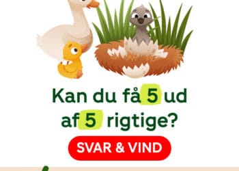 Kræftens Bekæmpelse konkurrence